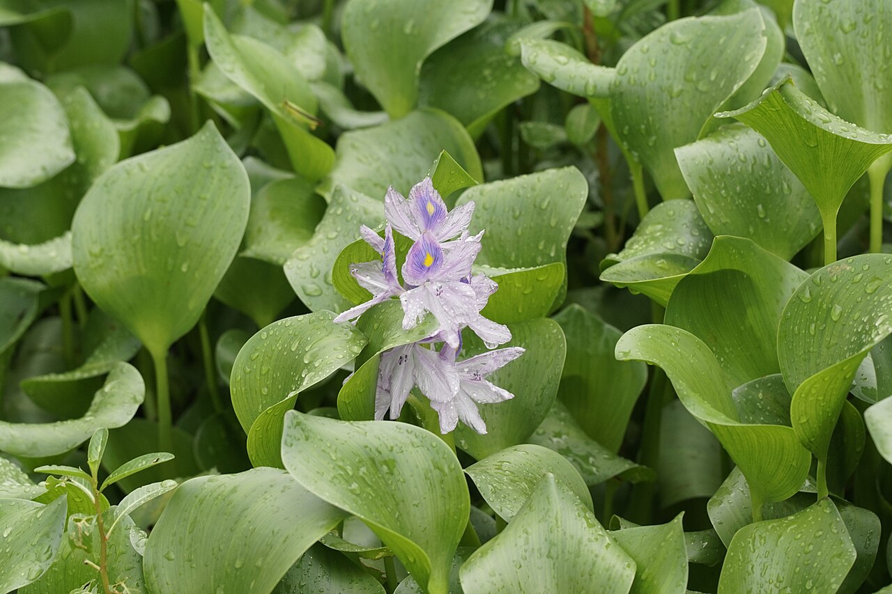 Эйхорния (Eichhornia crassipes) — внешний вид растения