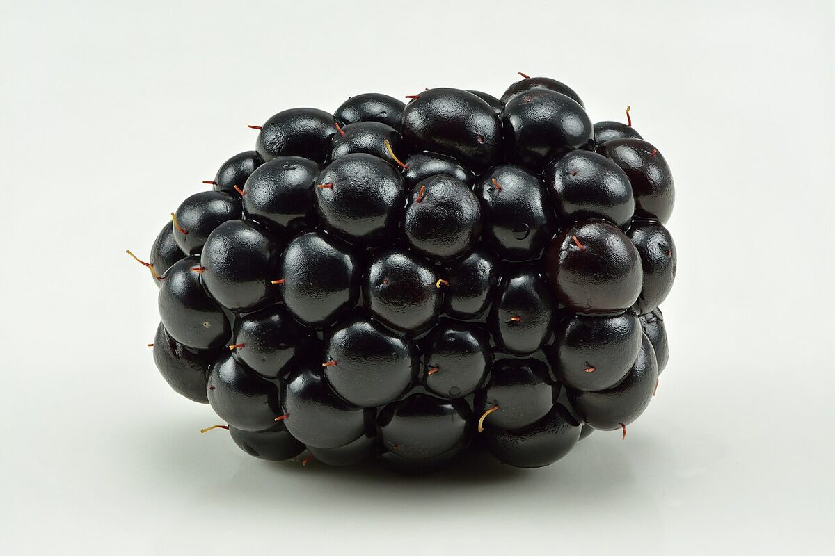 Ежевика (Rubus) — внешний вид растения