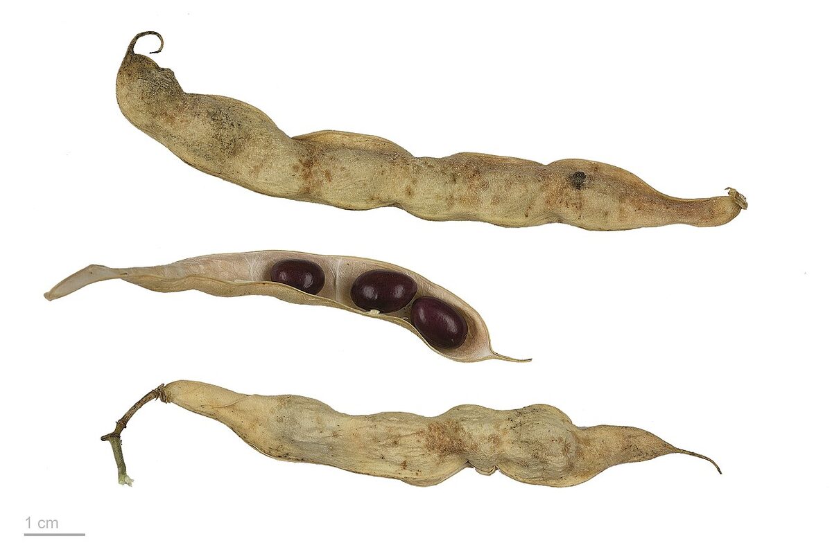 Фасоль (Phaseolus vulgaris) — внешний вид растения