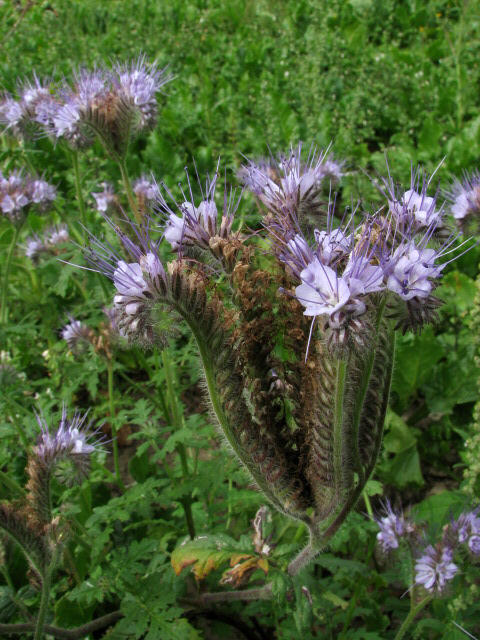 Фацелия (Phacelia tanacetifolia) — внешний вид растения