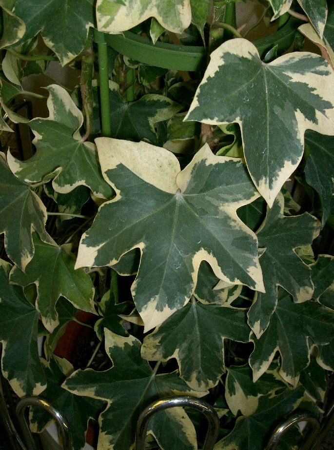 Фатсхедера (×Fatshedera lizei) (×Fatshedera lizei) — внешний вид растения