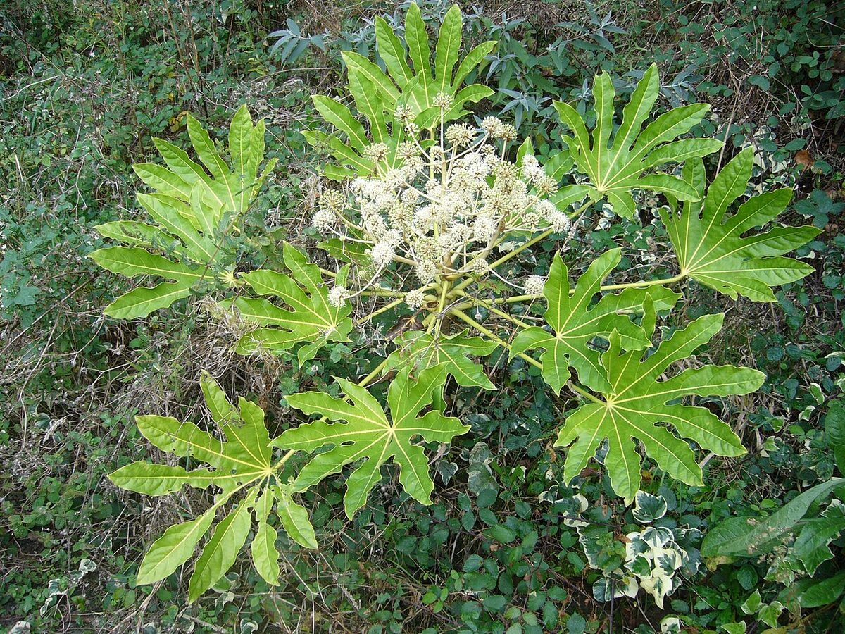 Фатсия (японская аралия) (Fatsia japonica) — внешний вид растения