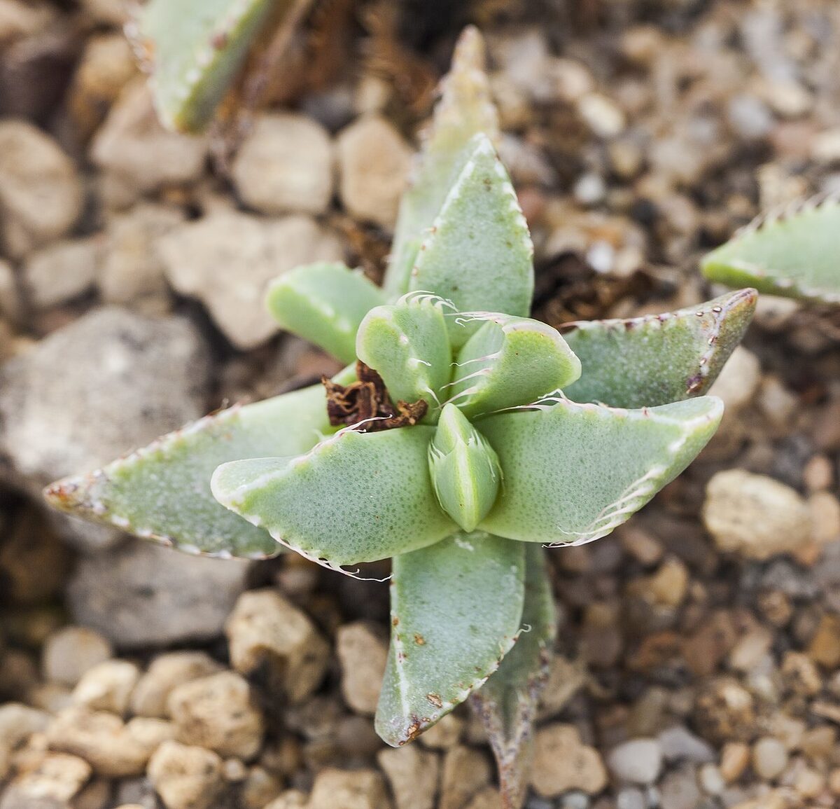 Фаукария (Faucaria) — внешний вид растения