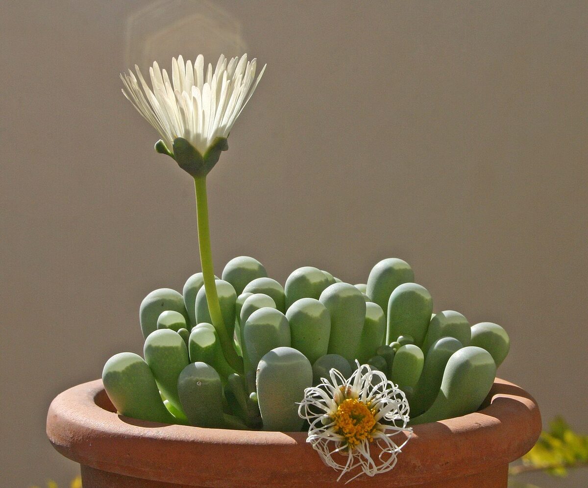 Фенестрария (Fenestraria) — внешний вид растения