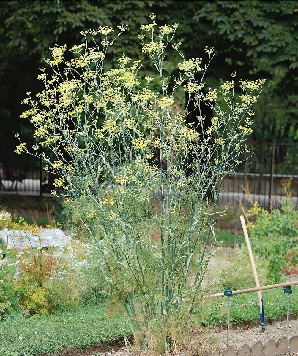 Фенхель (Foeniculum vulgare) — внешний вид растения