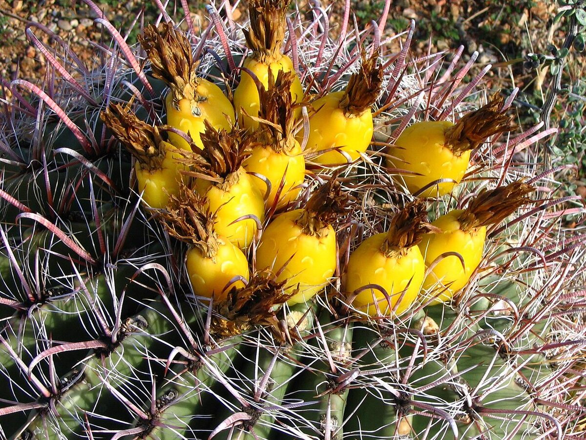 Ферокактус (Ferocactus) — внешний вид растения