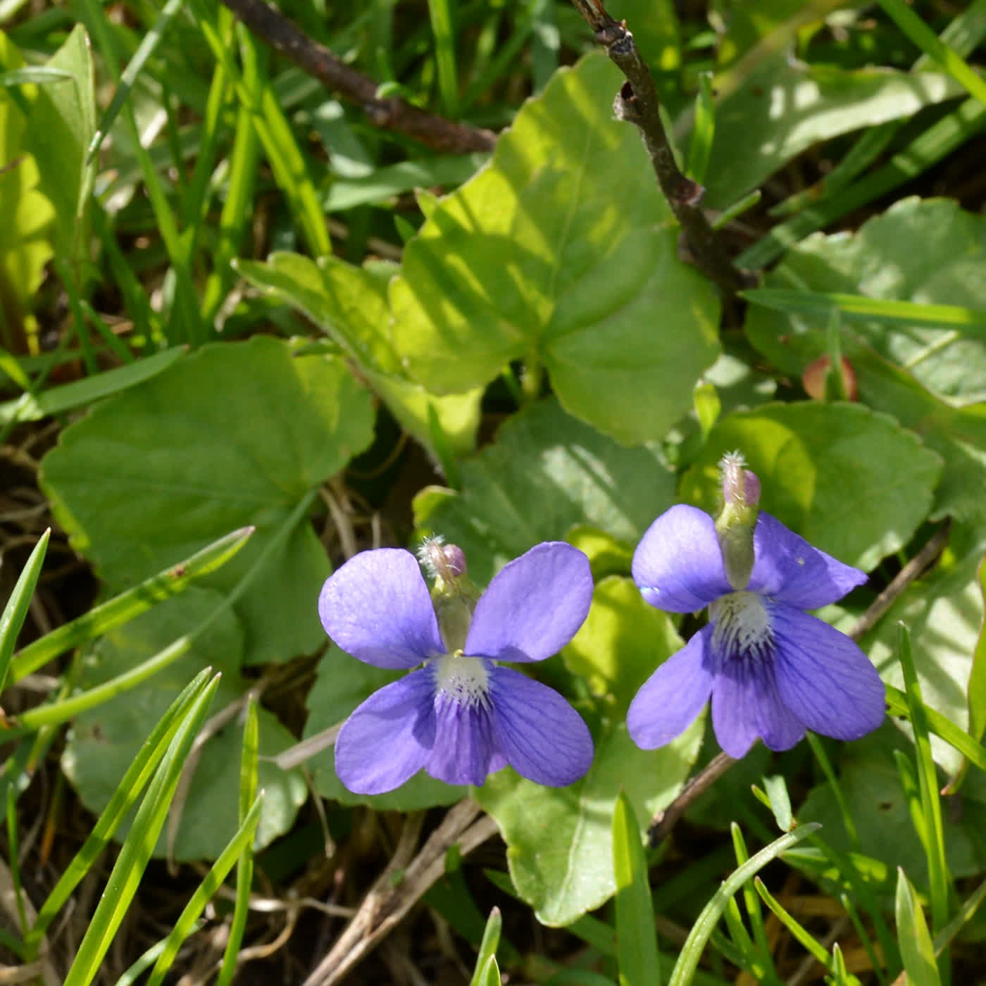 Фиалка сестринская (Viola sororia) — округлые сердцевидные листья и сине-фиолетовые цветки с белым горлом