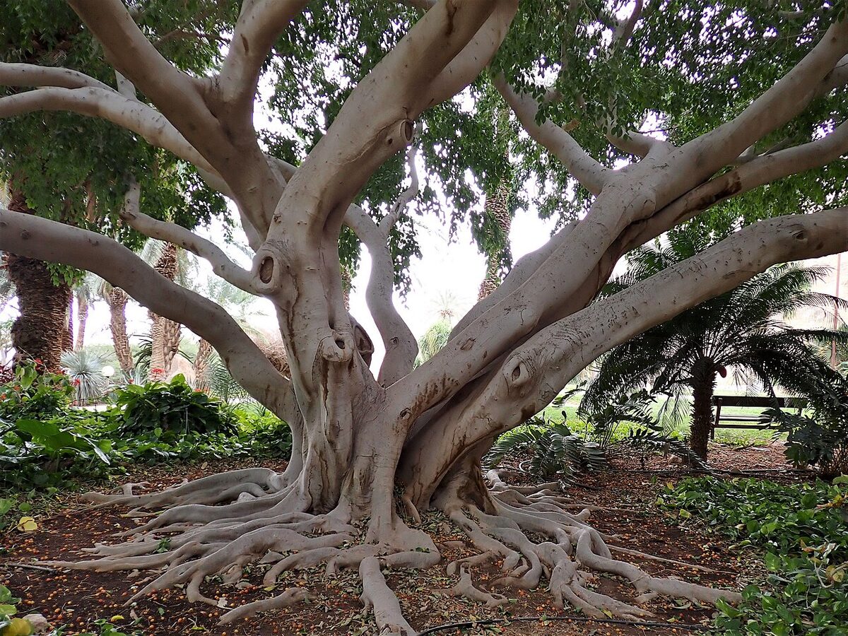 Фикус Бенджамина (Ficus benjamina) с густой кроной мелких глянцевых листьев