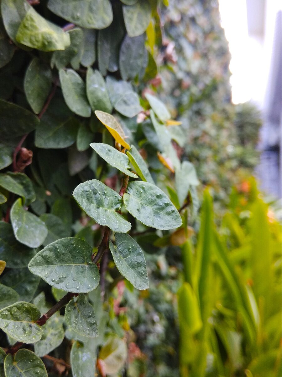 Фикус карликовый (Ficus pumila) — внешний вид растения
