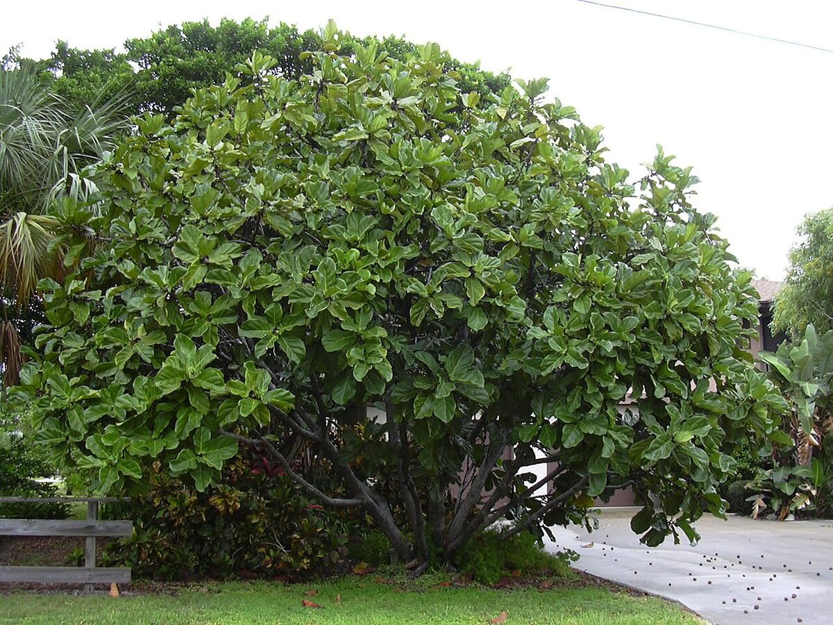 Фикус лировидный (Ficus lyrata) — внешний вид растения