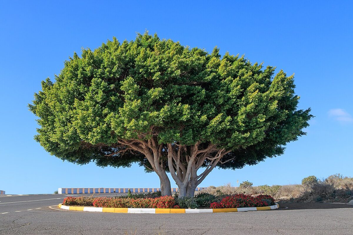 Фикус микрокарпа (Ficus microcarpa) — внешний вид растения