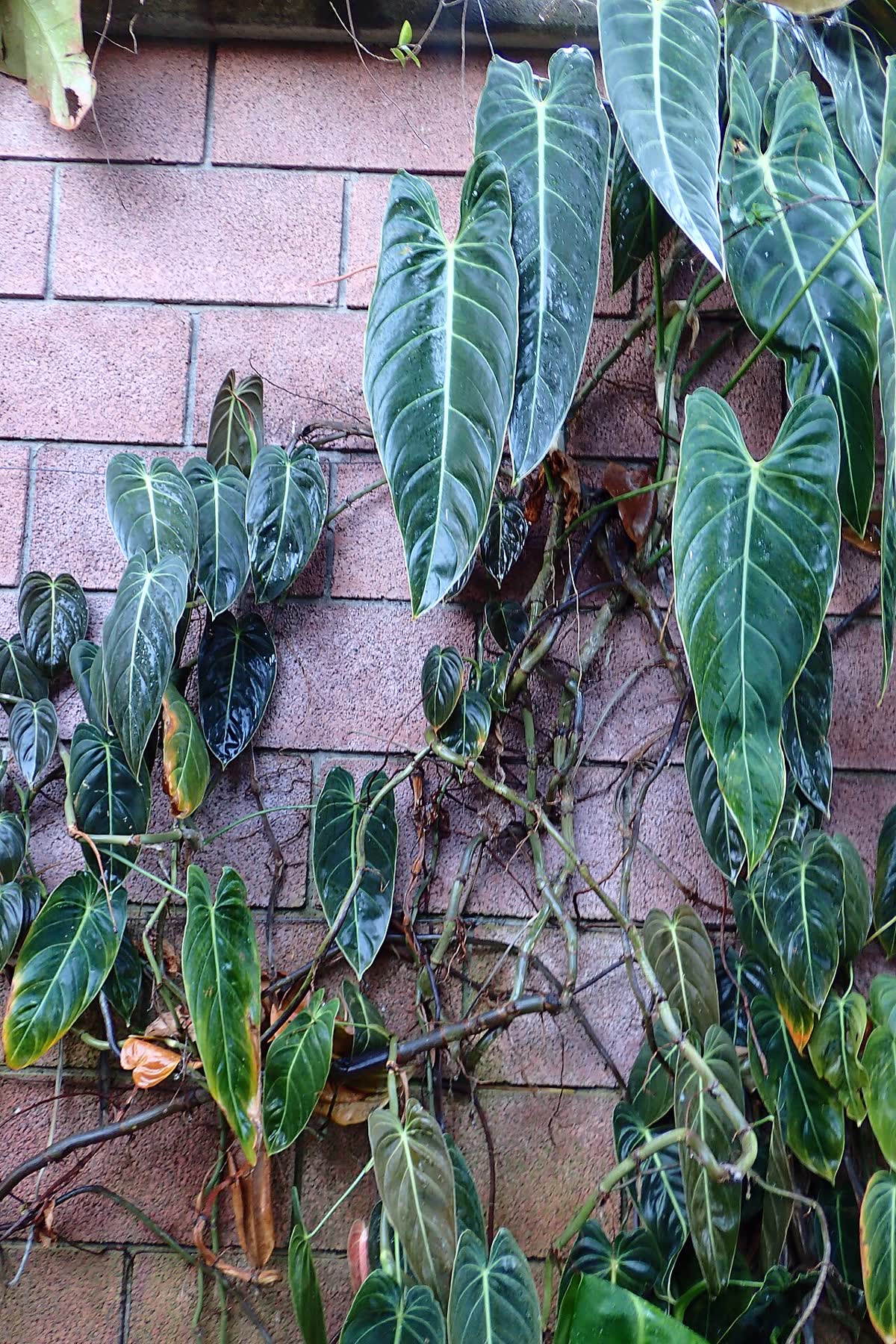 Филодендрон меланохризум (Philodendron melanochrysum) — вытянутые бархатные тёмно-зелёные листья со светлыми жилками на вьющихся побегах, мелкие молодые листья внизу и крупные взрослые вверху