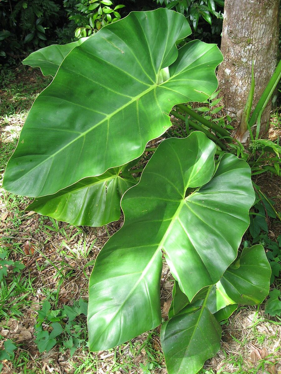 Филодендрон (Philodendron) — внешний вид растения