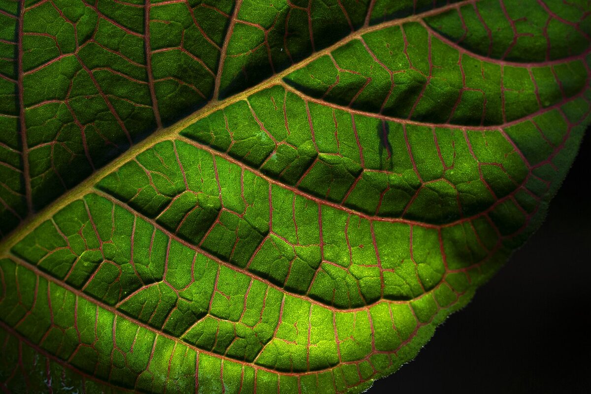 Фиттония (Fittonia) — внешний вид растения