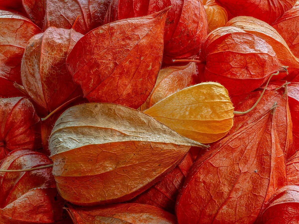 Физалис (Physalis) — внешний вид растения
