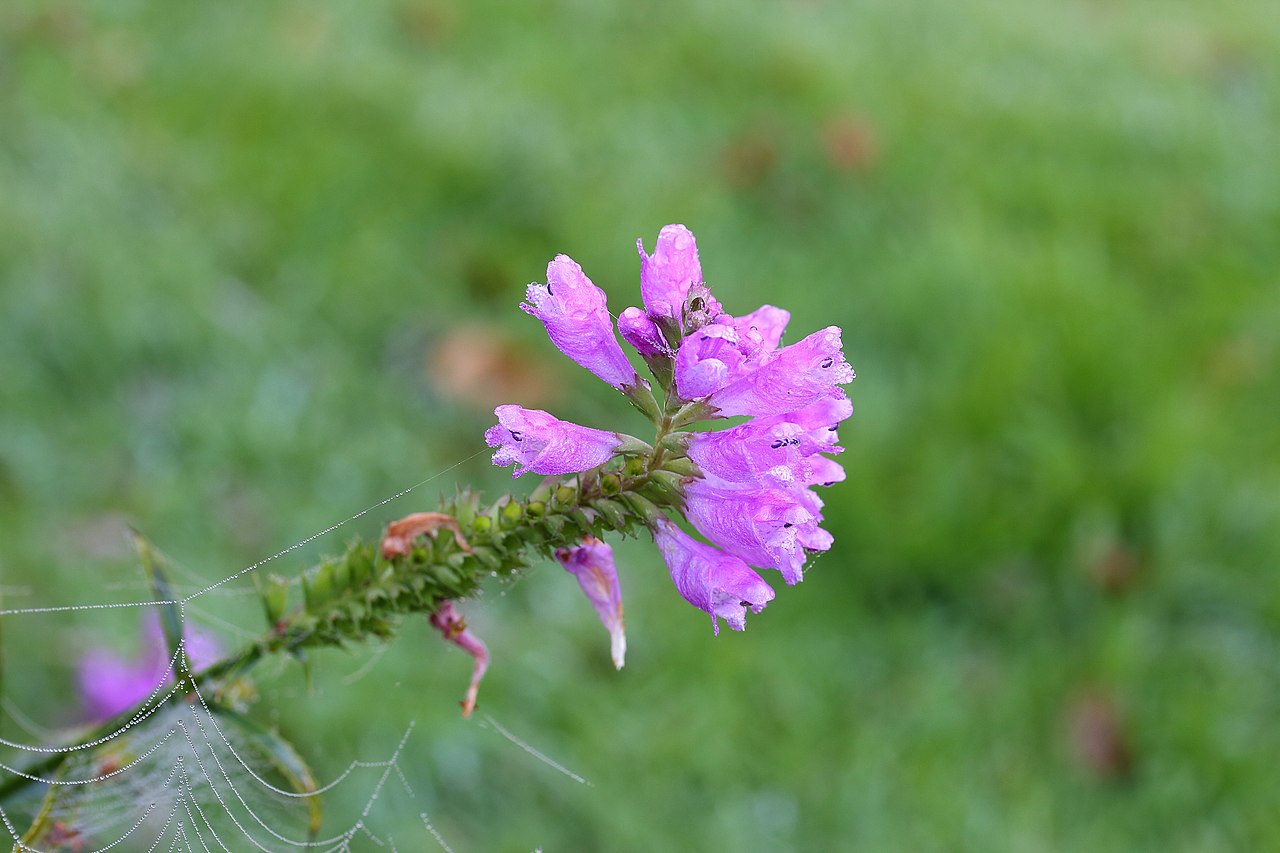 Физостегия (Physostegia virginiana) — внешний вид растения