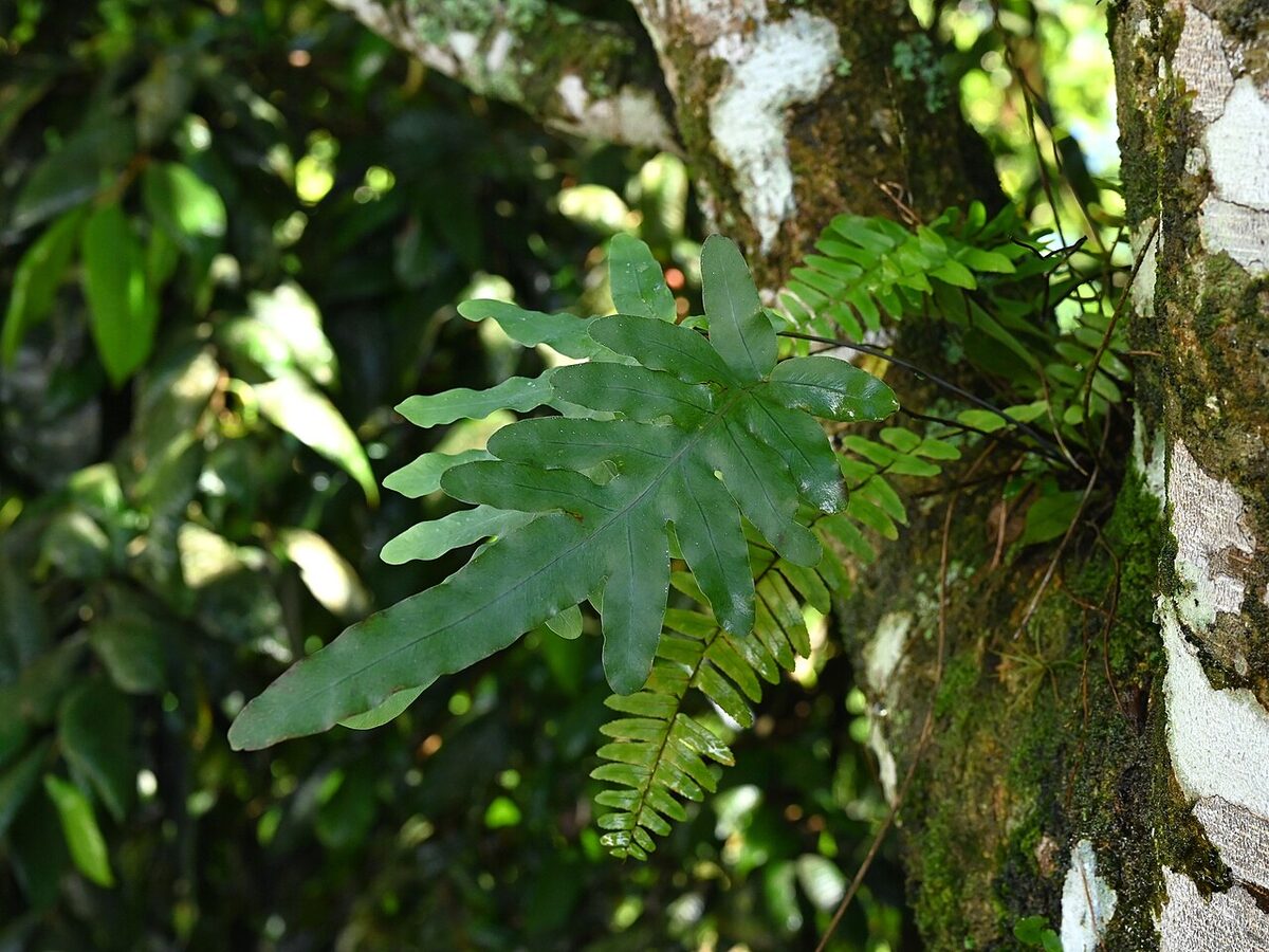 Флебодиум (Phlebodium aureum) — внешний вид растения
