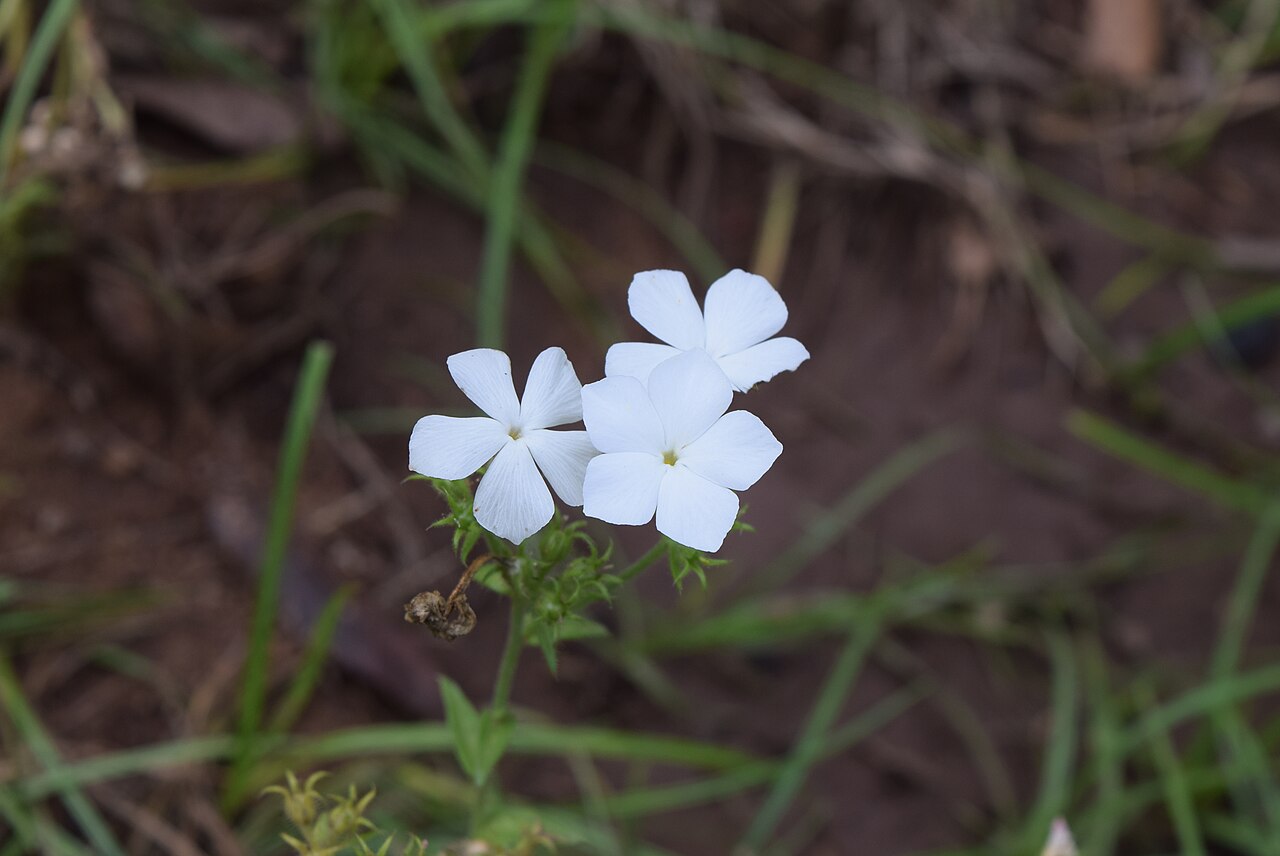 Флокс однолетний (Phlox drummondii) — внешний вид растения