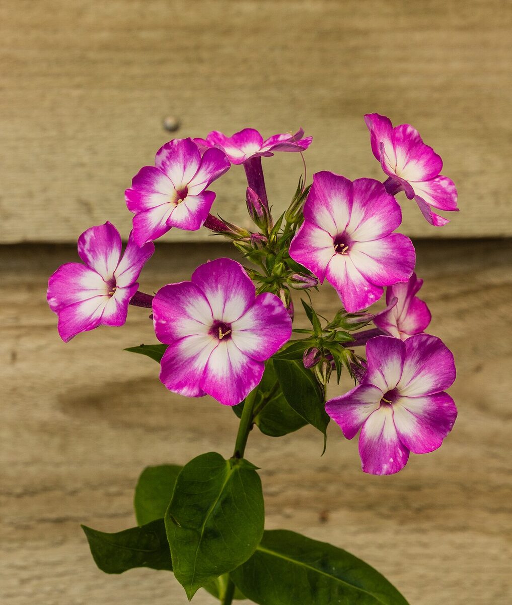 Флокс (Phlox) — внешний вид растения
