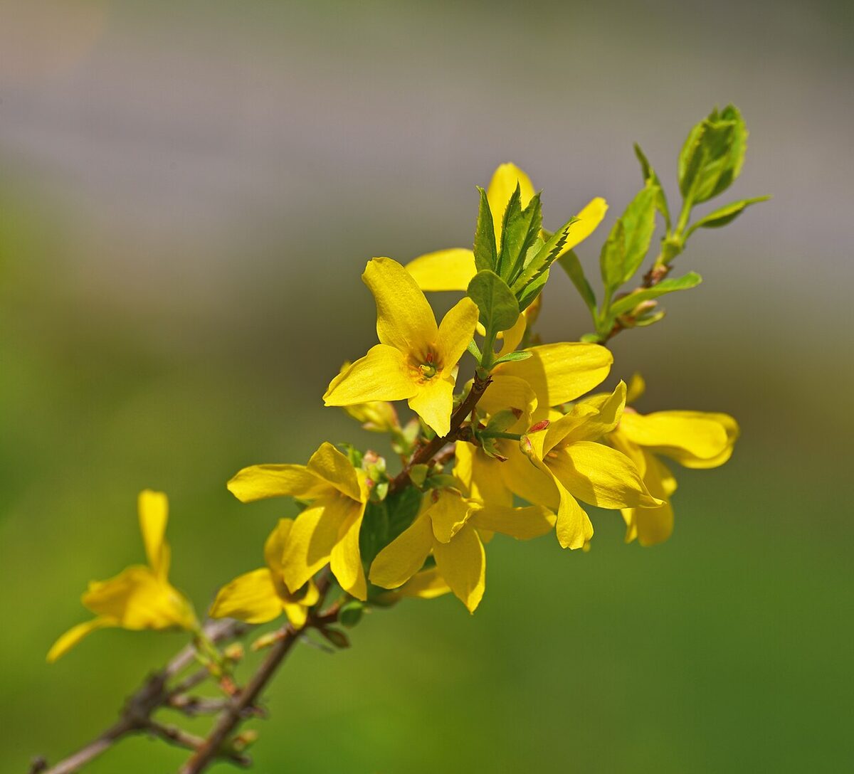 Форзиция (Forsythia) — внешний вид растения