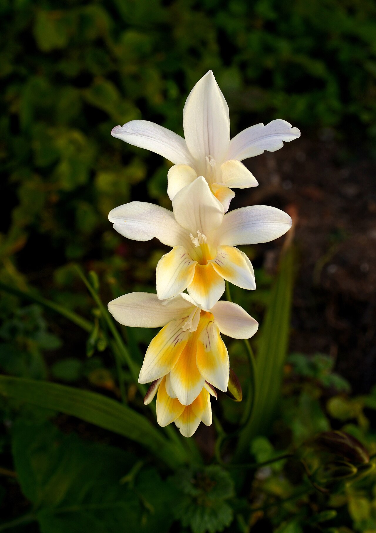 Фрезия (Freesia) — внешний вид растения