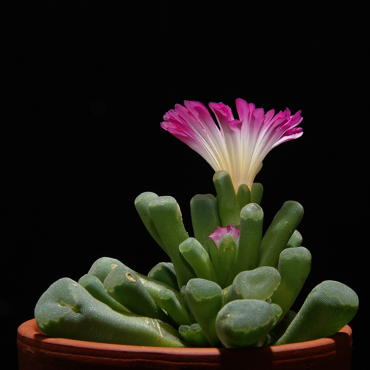 Фрития (Frithia pulchra) — внешний вид растения