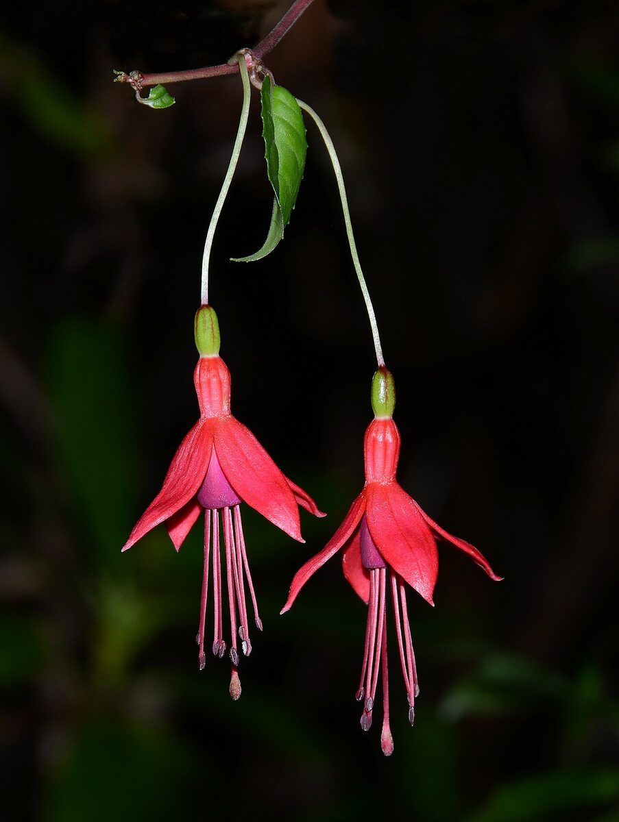 Фуксия (Fuchsia) — внешний вид растения