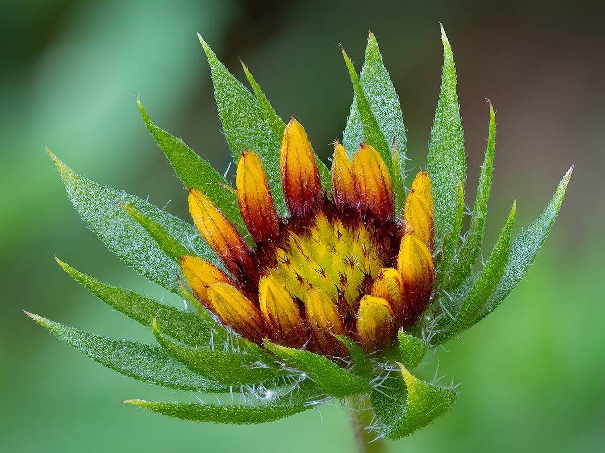 Гайлардия (Gaillardia) — внешний вид растения
