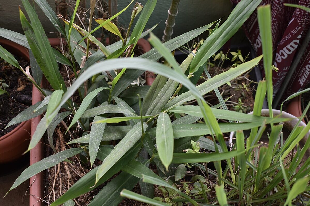 Галангал (Alpinia galanga) — внешний вид растения