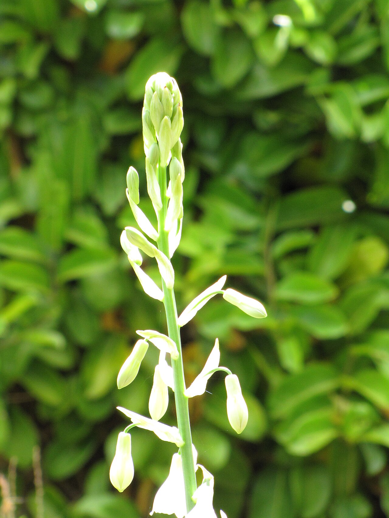 Галтония (Galtonia candicans) — внешний вид растения