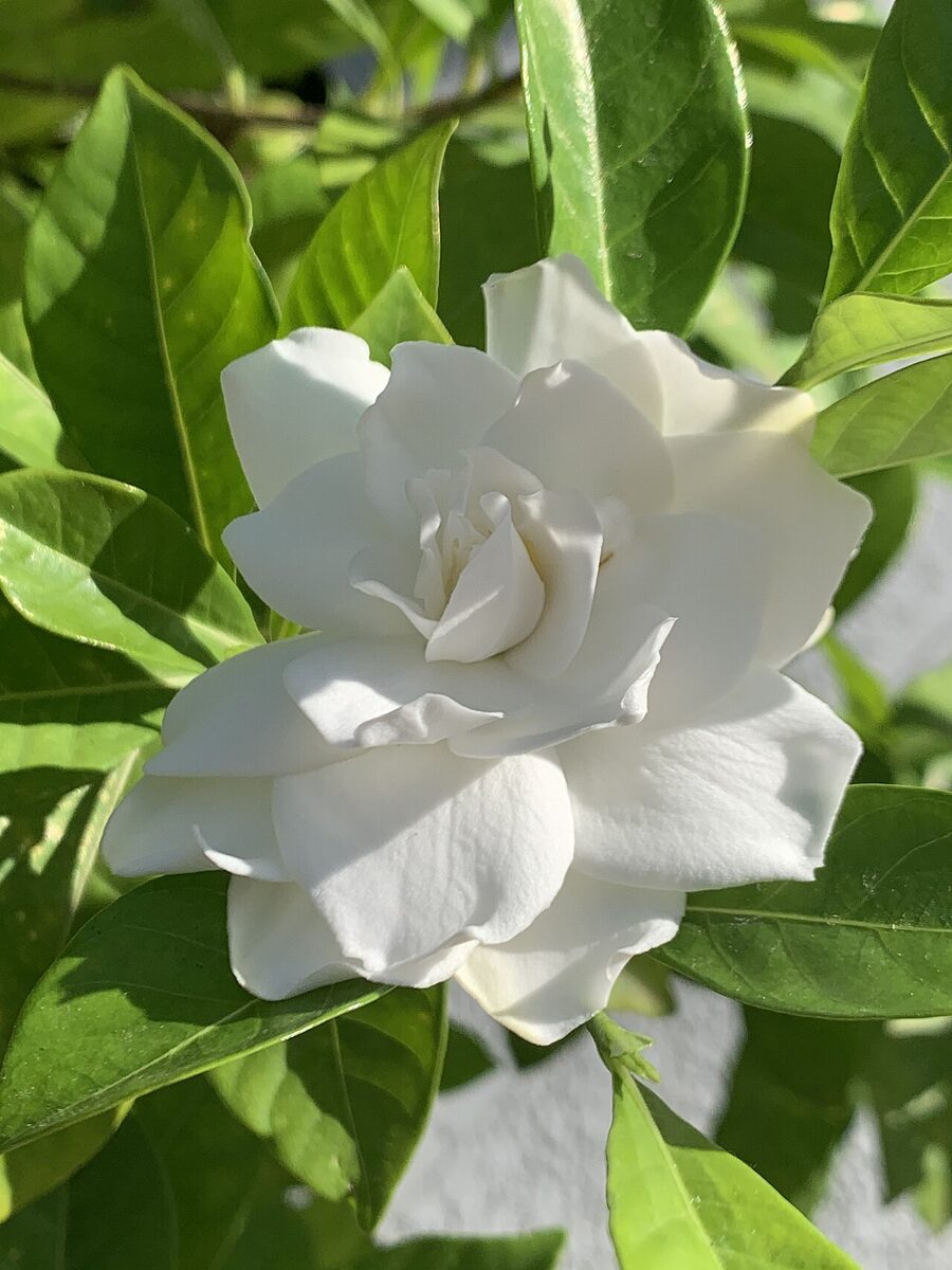 Гардения (Gardenia jasminoides) — внешний вид растения