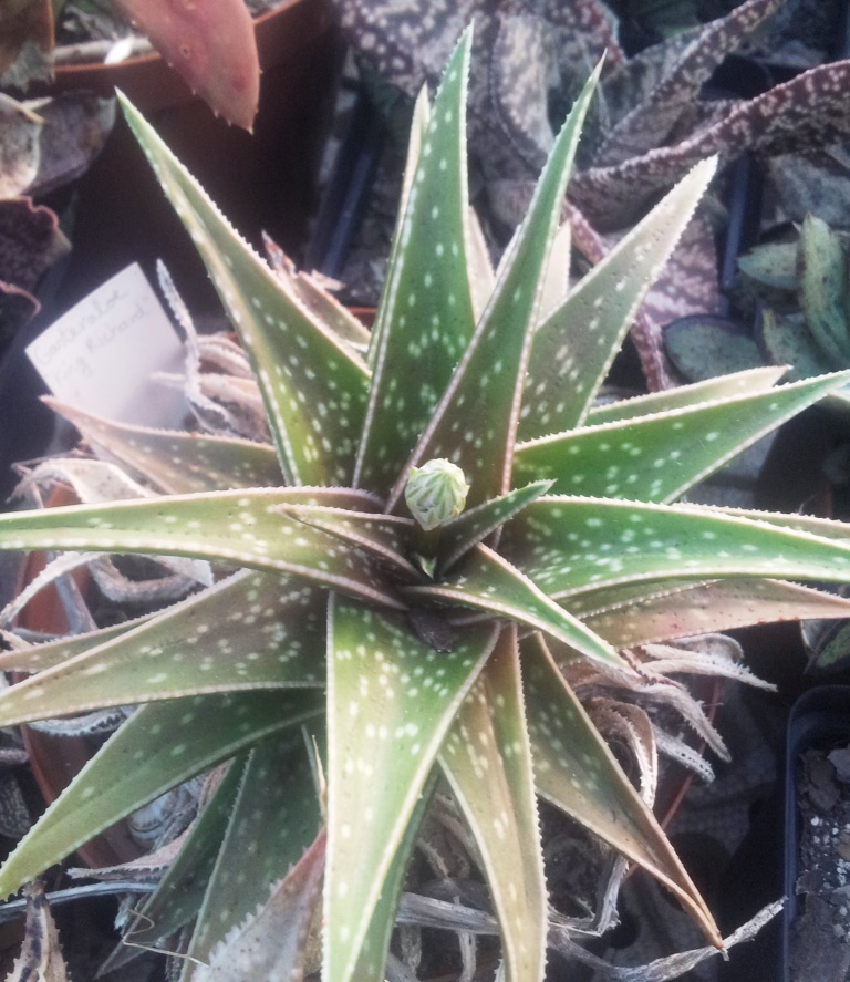 Гастералоэ (Gasteraloe) — внешний вид растения