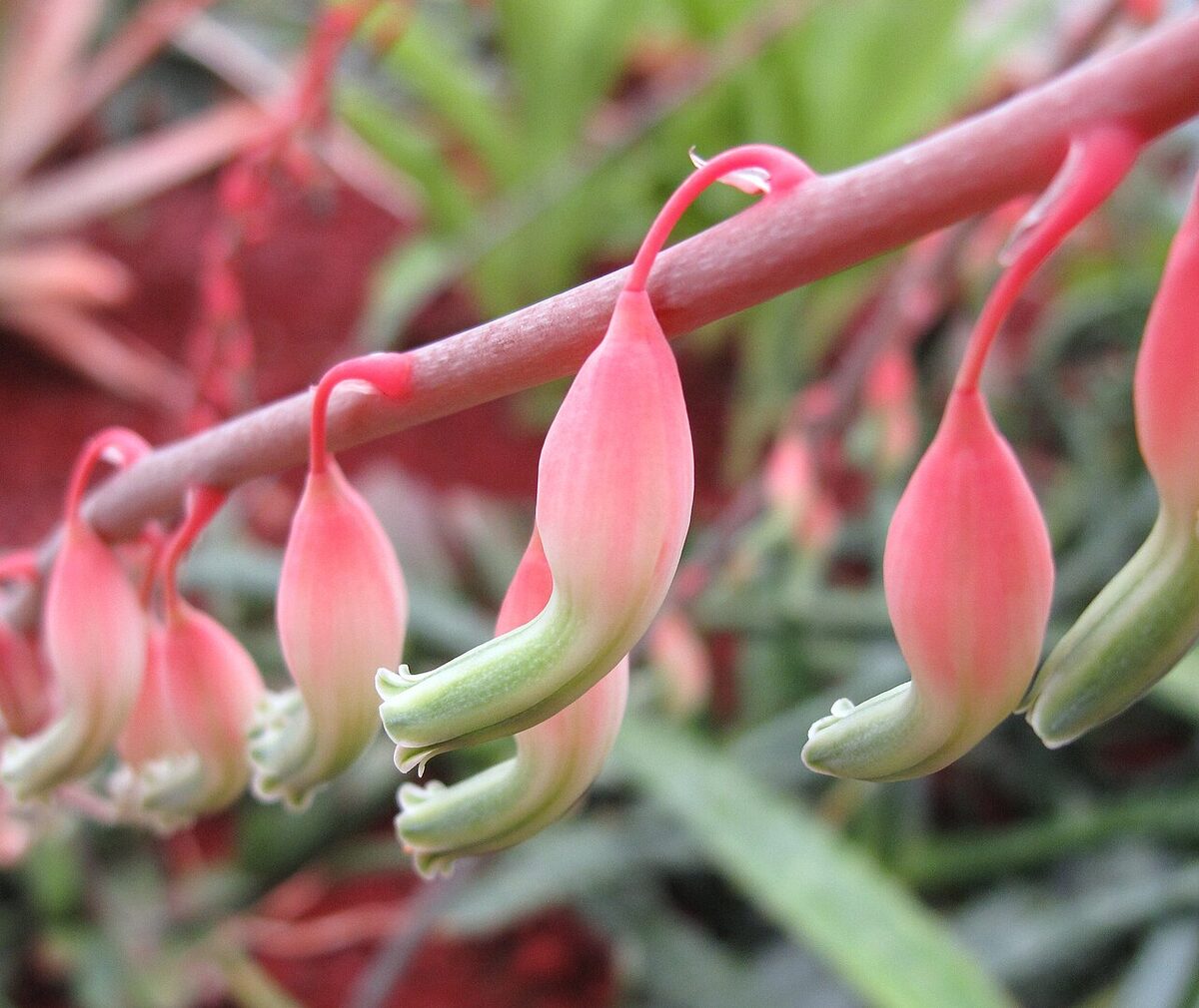 Гастерия (Gasteria) — внешний вид растения