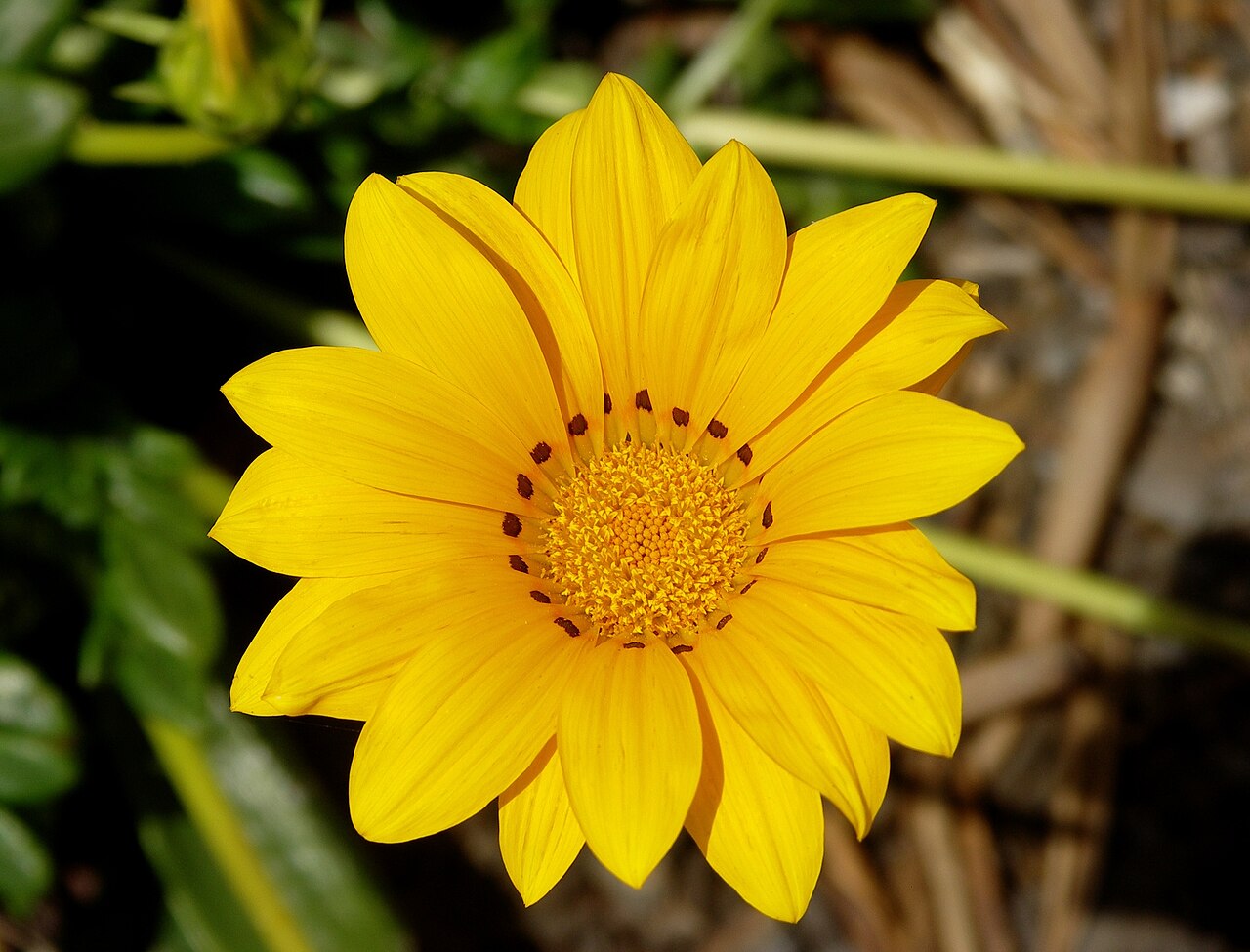Газания (Gazania) — внешний вид растения