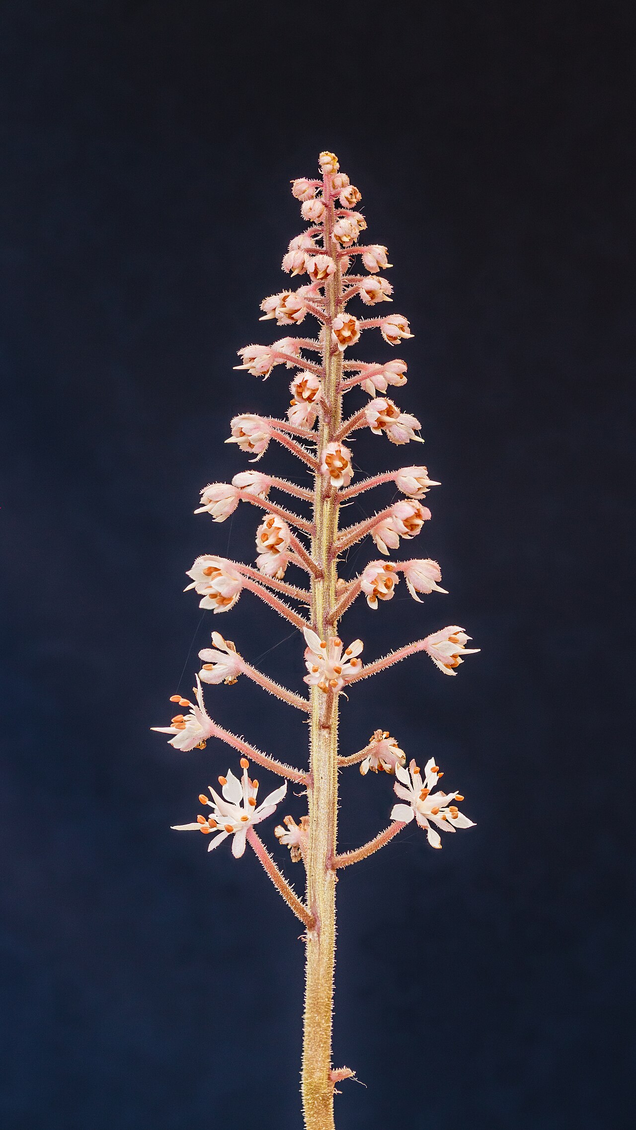 Гейхерелла (Heucherella) — внешний вид растения