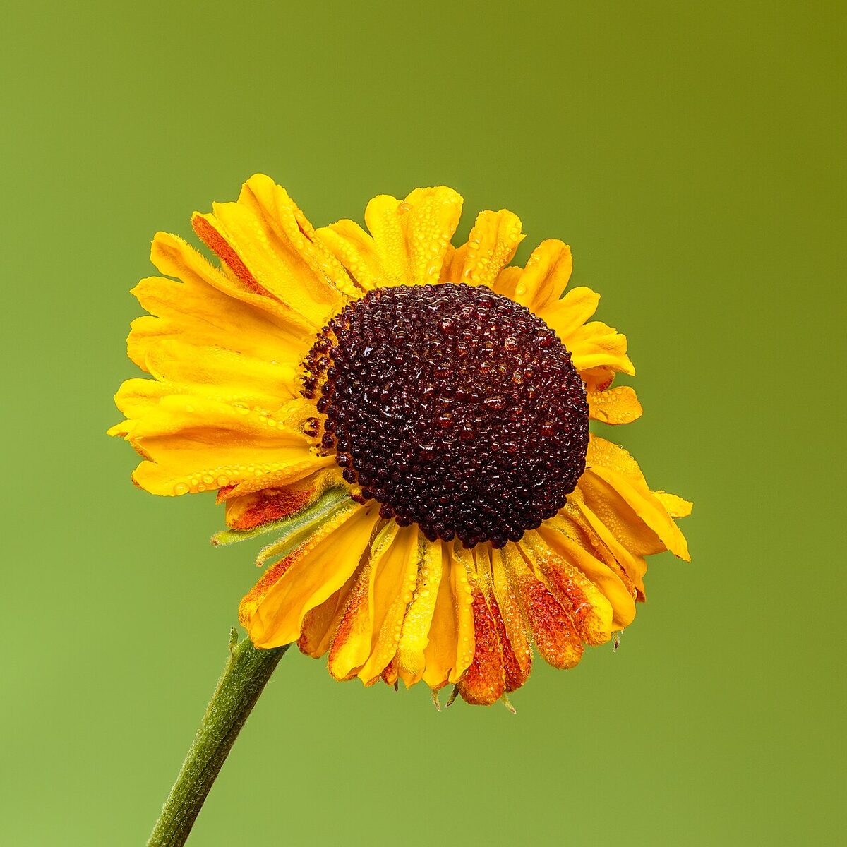 Гелениум (Helenium) — внешний вид растения