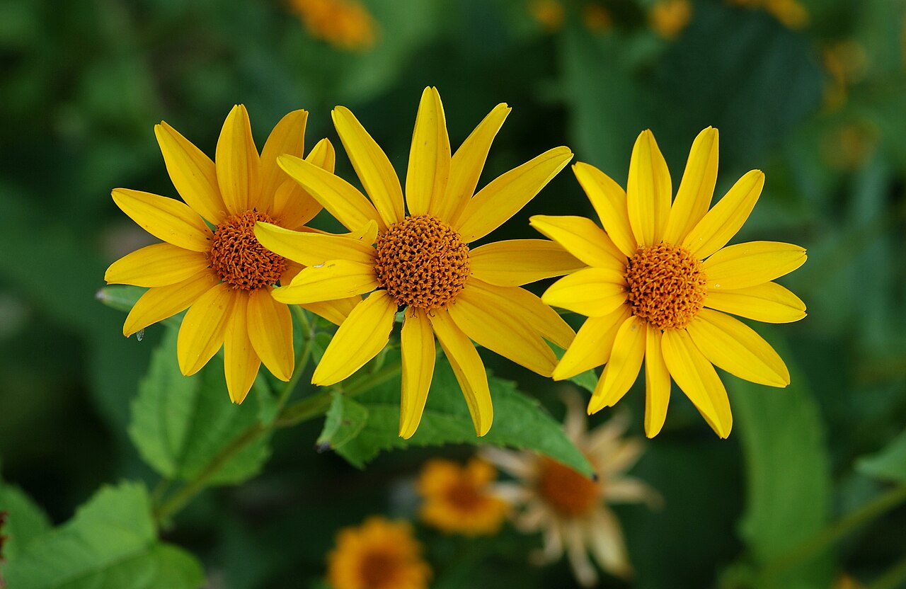 Гелиопсис (Heliopsis) — внешний вид растения
