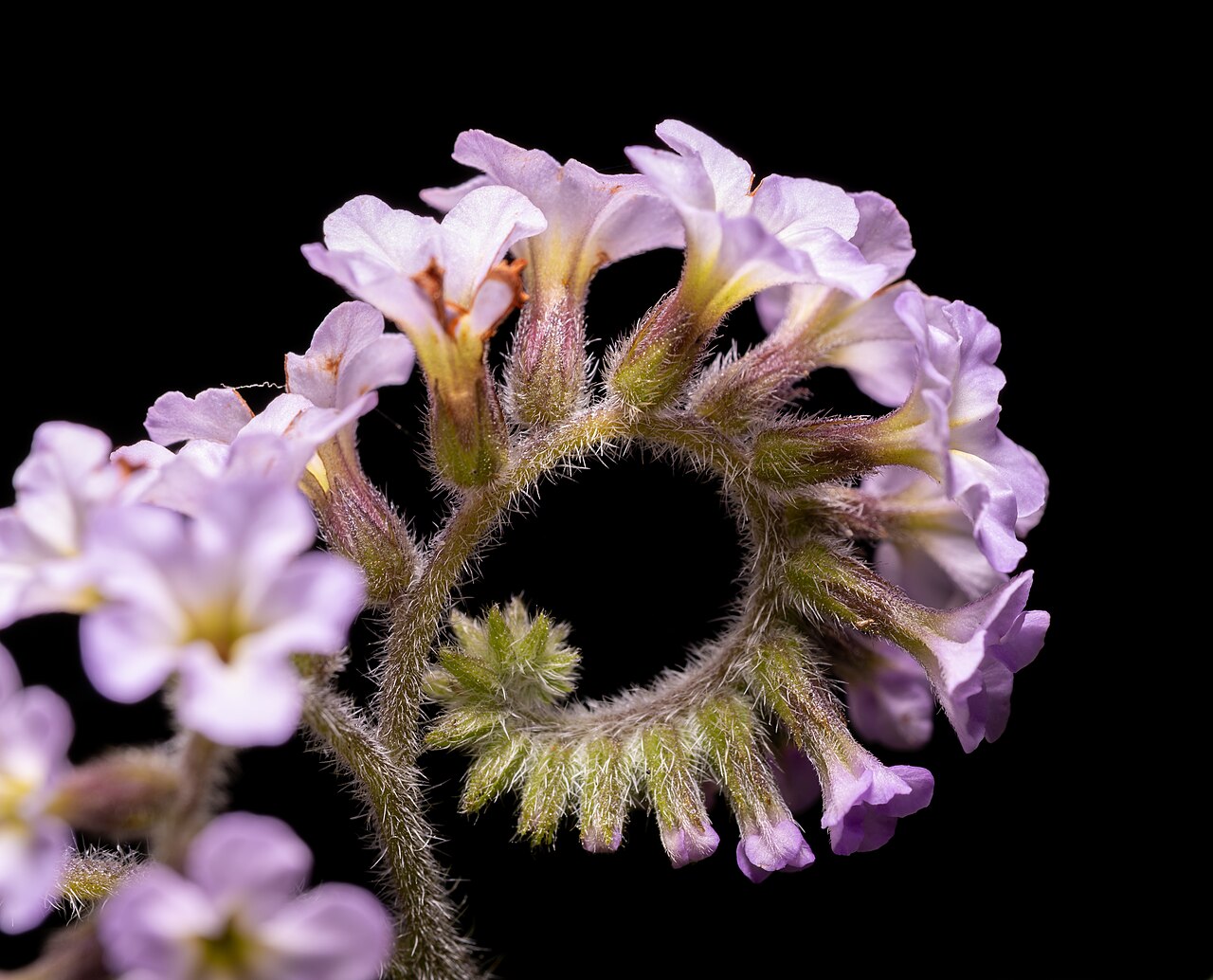 Гелиотроп (Heliotropium arborescens) — внешний вид растения