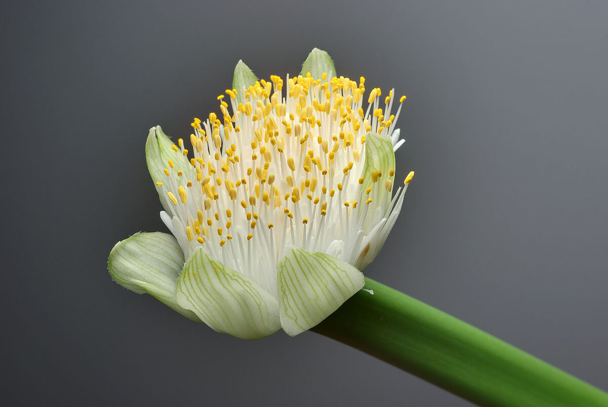 Гемантус (Haemanthus) — внешний вид растения