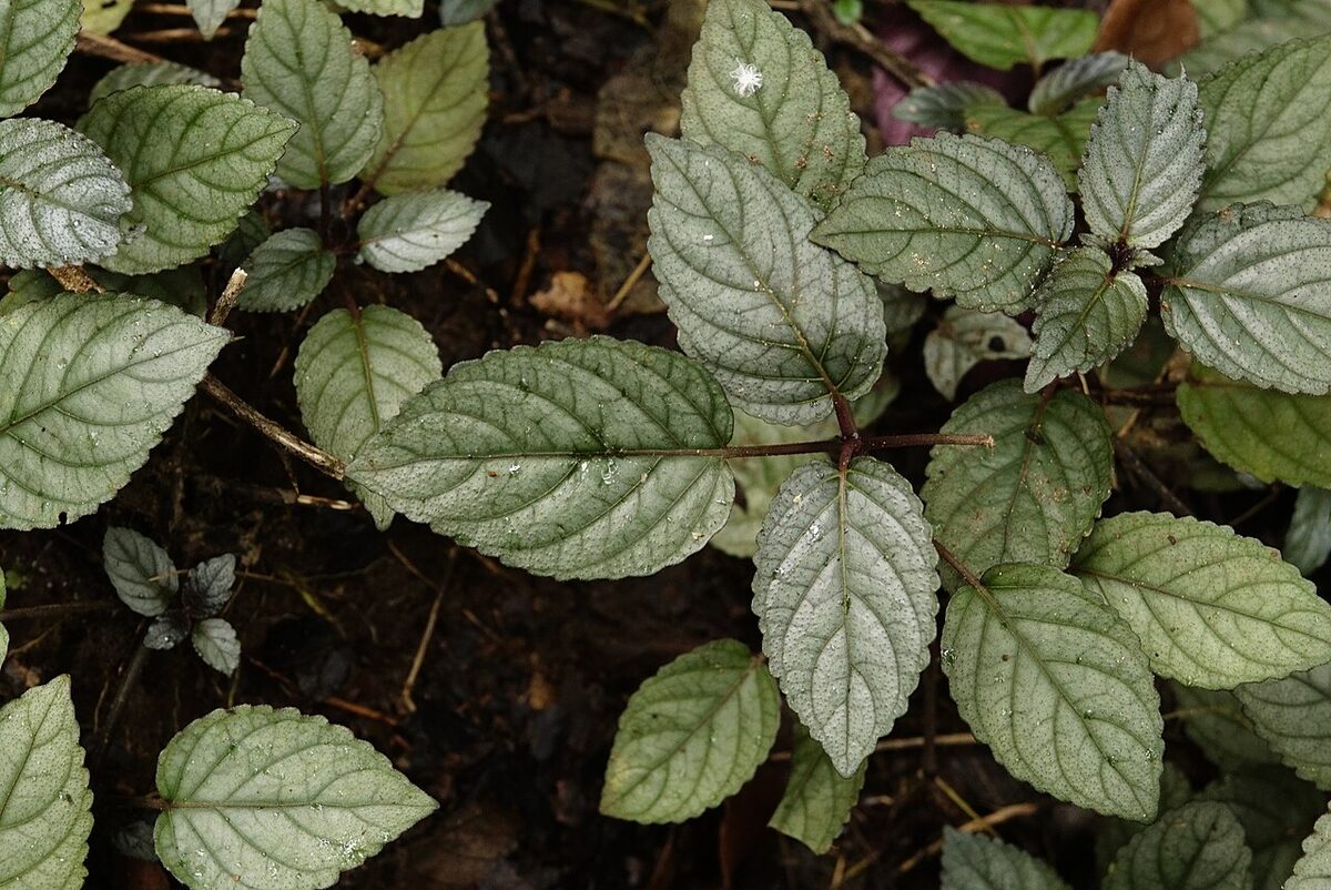 Гемиграфис (Hemigraphis) — внешний вид растения