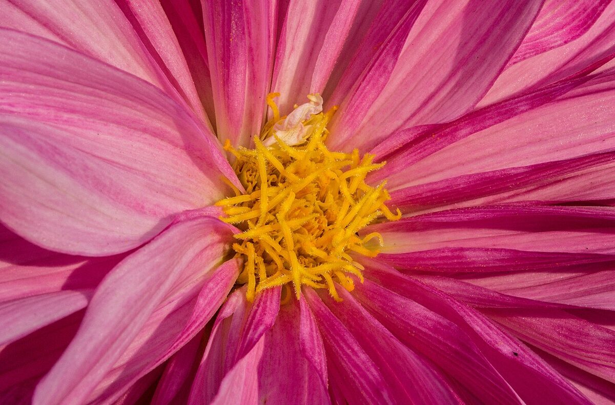 Георгина (Dahlia) — внешний вид растения