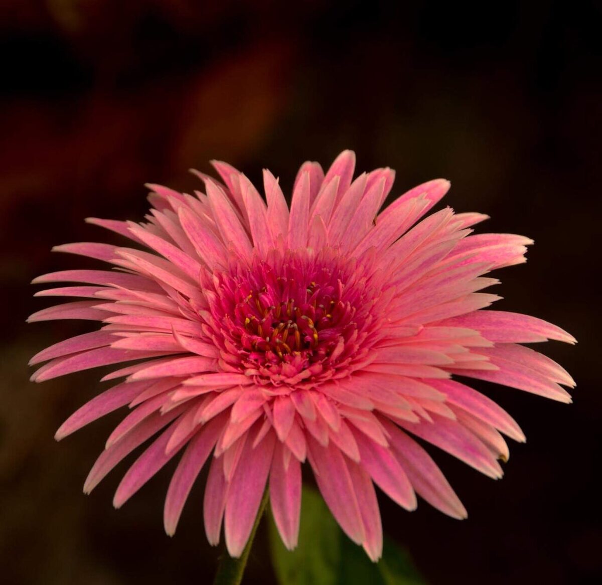 Гербера комнатная (Gerbera jamesonii) — внешний вид растения