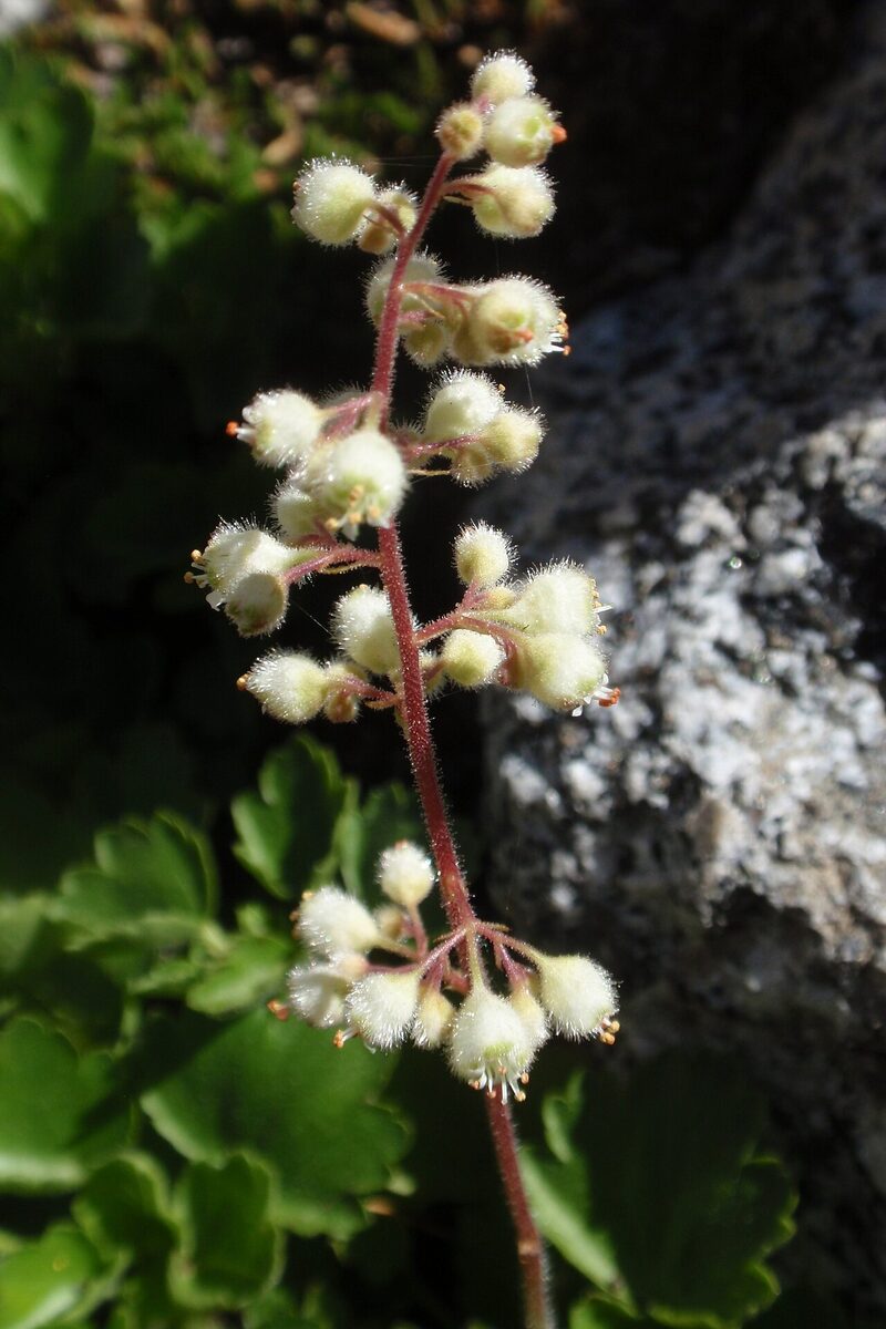 Гейхера (Heuchera) — внешний вид растения