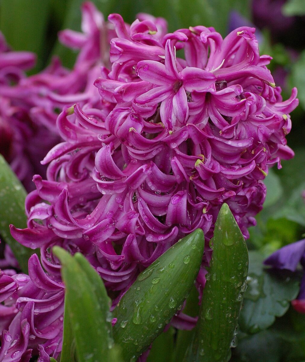 Гиацинт (Hyacinthus orientalis) — внешний вид растения