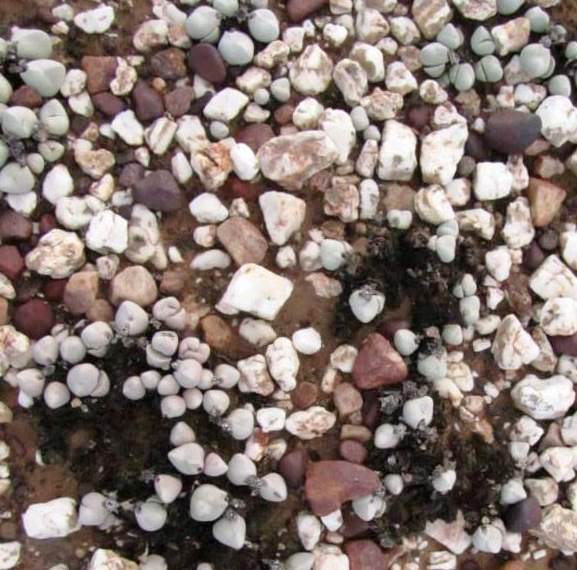Гиббеум (Gibbaeum) — внешний вид растения
