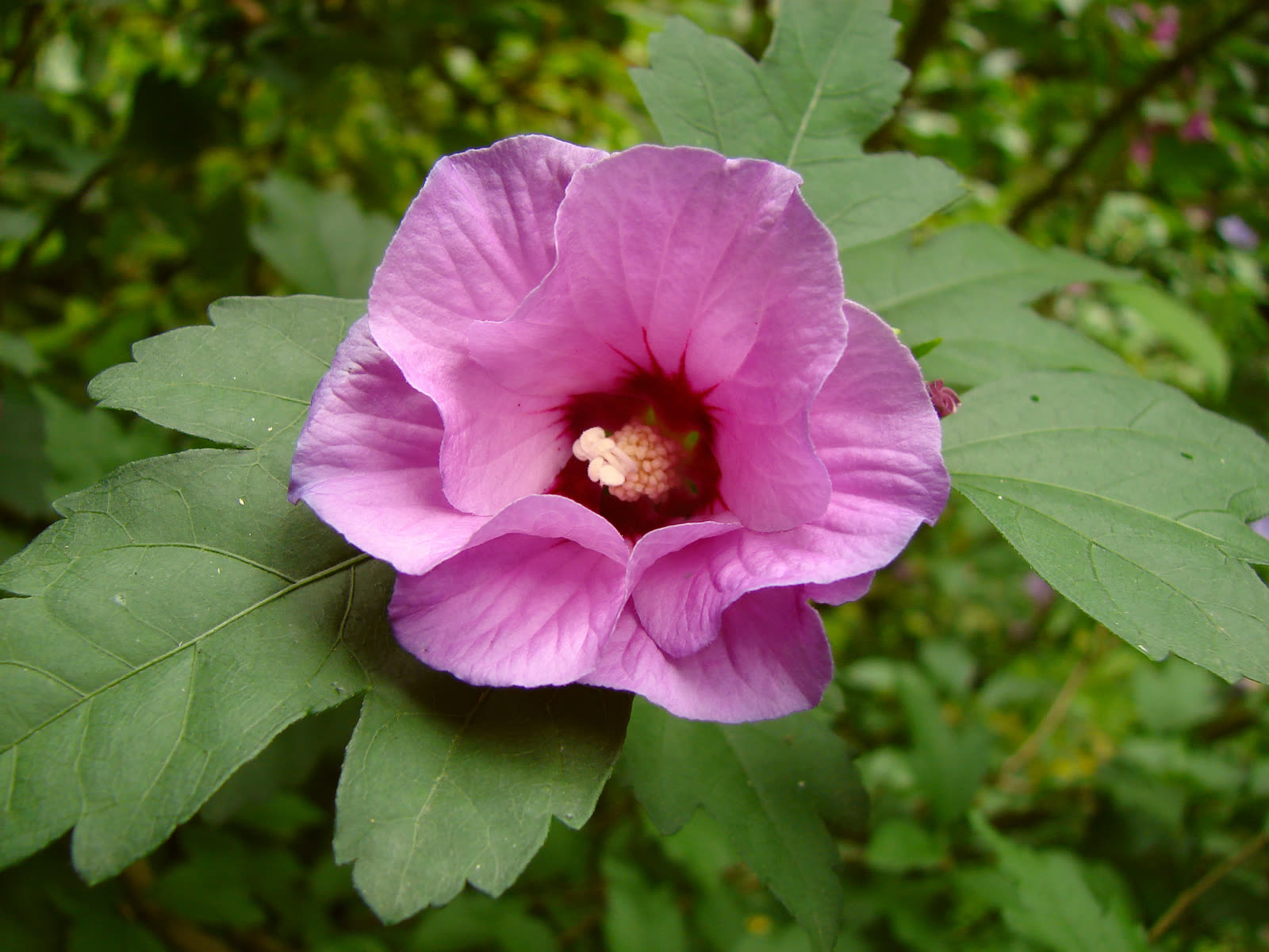 Гибискус садовый, сирийская роза (Hibiscus syriacus) — цветок и листва