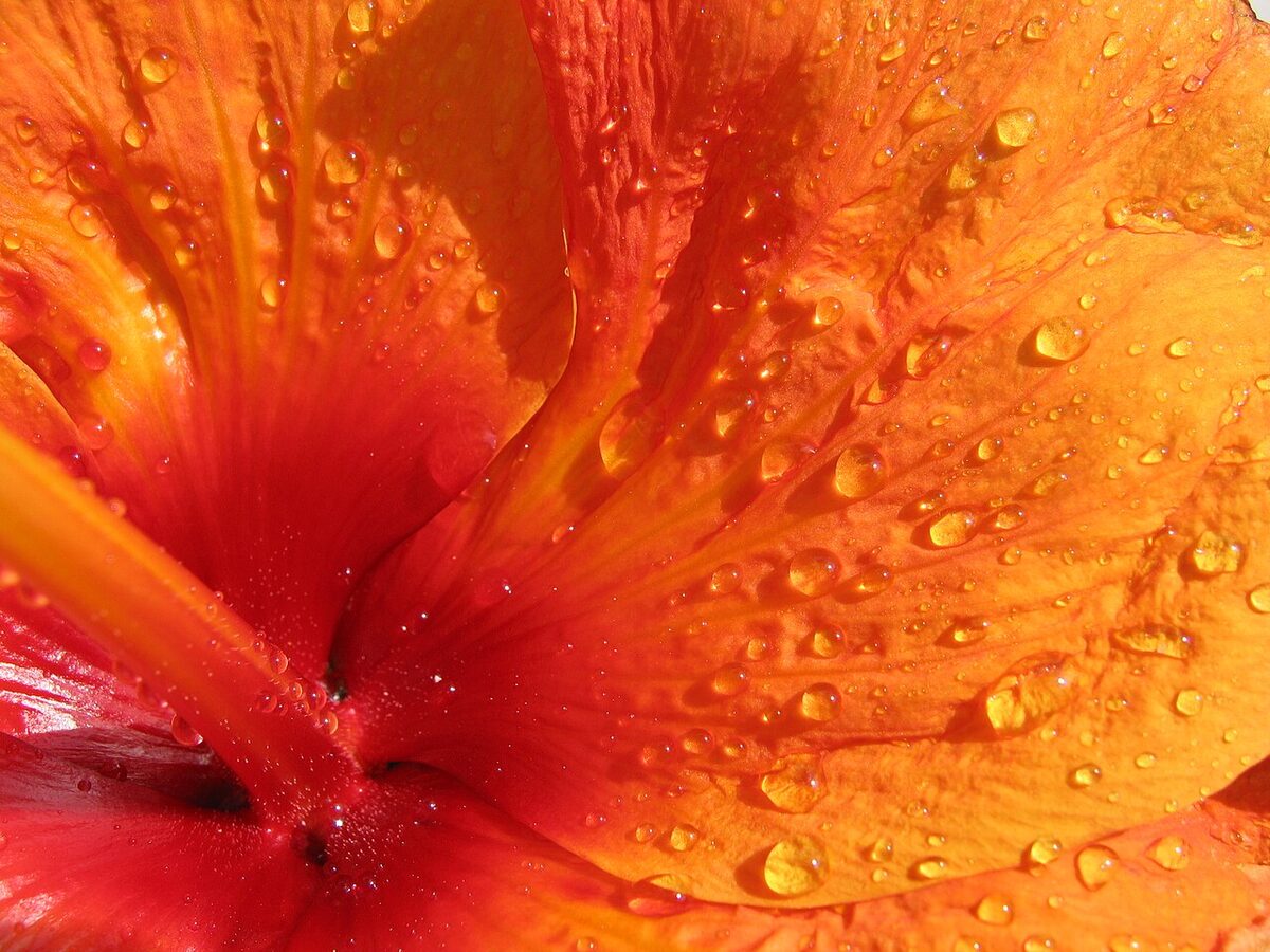 Гибискус (китайская роза) (Hibiscus rosa-sinensis) — внешний вид растения