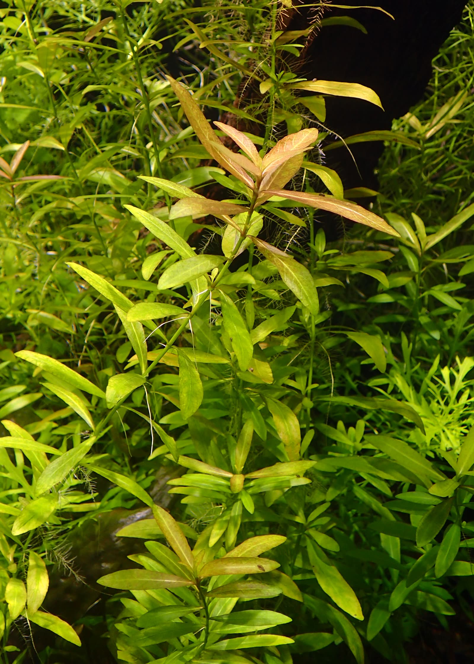 Гигрофила многосемянная (Hygrophila polysperma) — густые заросли в аквариуме