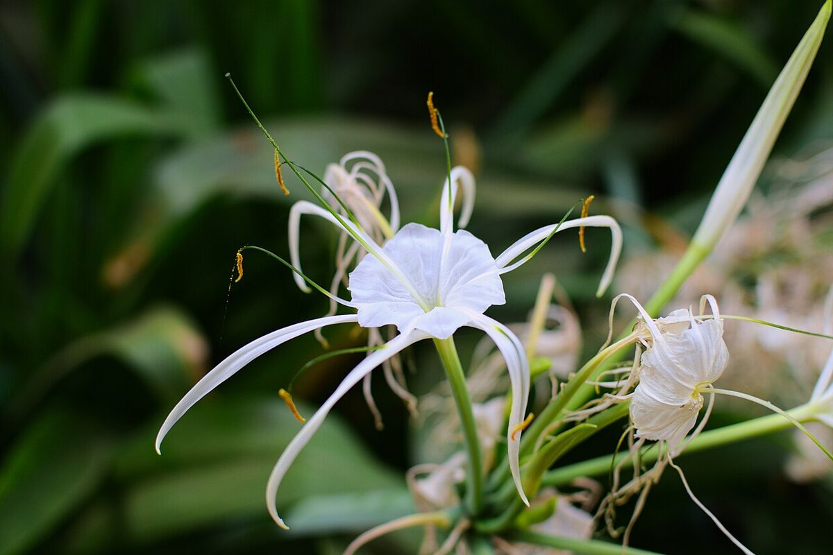 Гименокаллис (Hymenocallis) — внешний вид растения