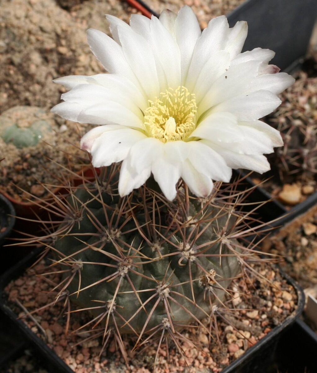 Гимнокалициум (Gymnocalycium) — внешний вид растения